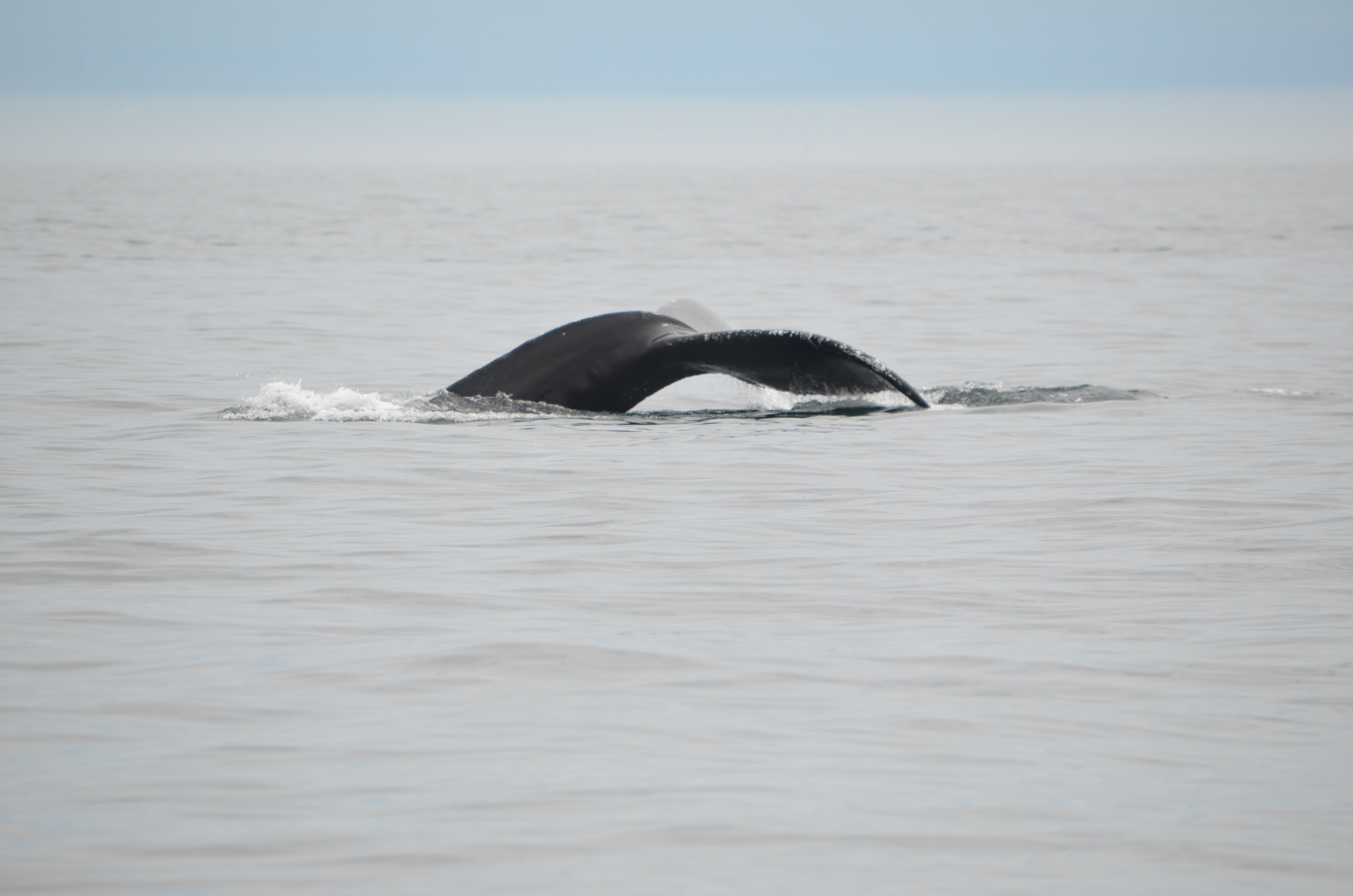 photos/wildlife/Mammal_Species/Humpback Whale/DSC_0151.JPG